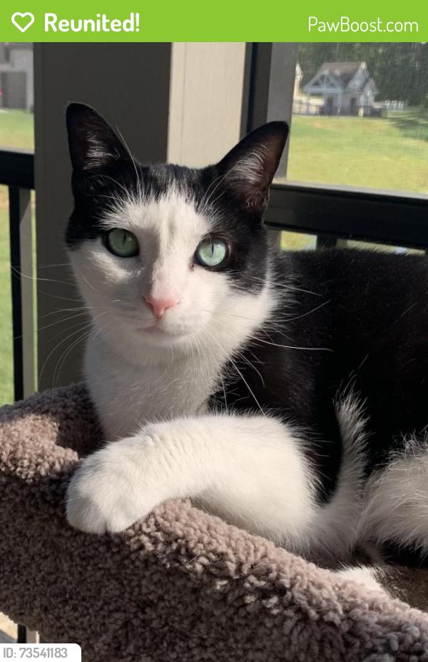 Reunited Male Cat last seen White ash drive Ooltewah, Hamilton County, TN 37421