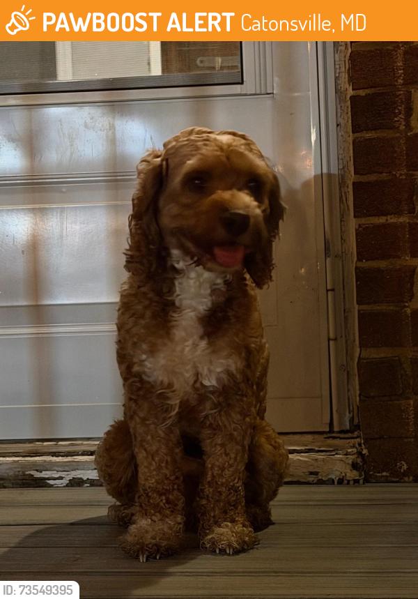 Found/Stray Male Dog last seen Edmondson Avenue, Catonsville, MD 21228