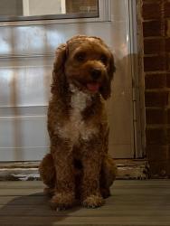 Found/Stray Male Dog last seen Edmondson Avenue, Catonsville, MD 21228