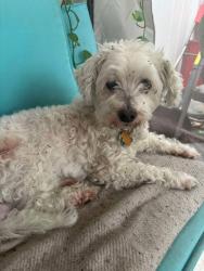 Reunited Female Dog last seen C. Blythe Andrew jr public library, Tampa, FL 33610