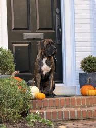 Found/Stray Unknown Dog last seen 27th and O st ne, Washington, DC 20007