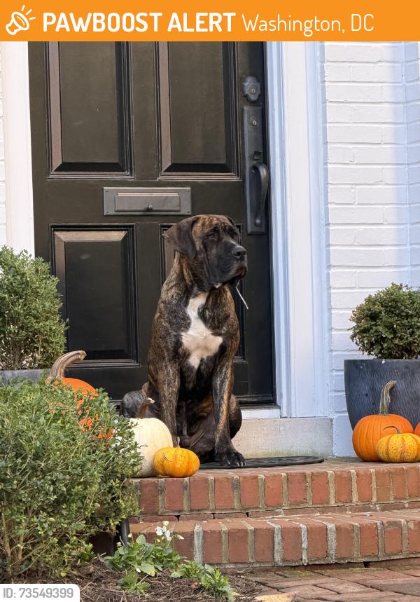 Found/Stray Unknown Dog last seen 27th and O st ne, Washington, DC 20007