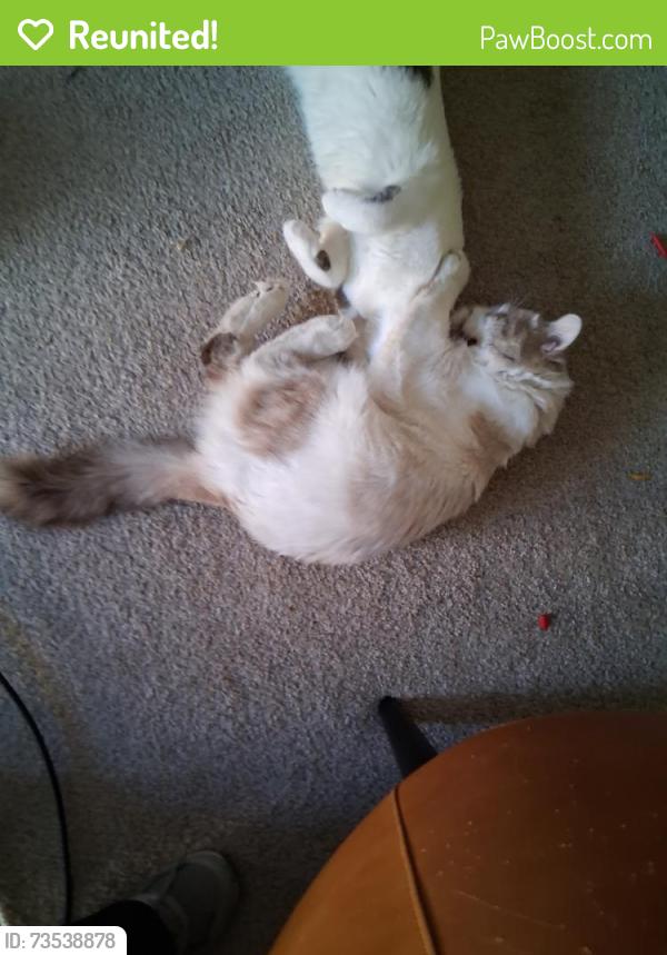 Reunited Male Cat last seen Nicolette and W. 77th St, Richfield, MN 55423