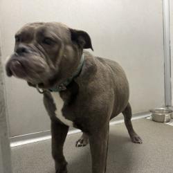 Shelter Stray Female Dog last seen Near NE 22nd Street, DES MOINES (Polk County), IA, 50313, Des Moines, IA 50313