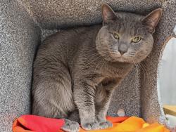 Shelter Stray Male Cat last seen Near Davidson Avenue, BRONX, NY, 10453, 326 E 110th St, New York, NY 10029, USA