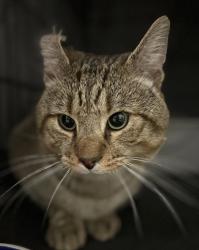 Shelter Stray  Cat last seen Auburn Dr, VIRGINIA BEACH, VA, 23464, 341 S Birdneck Rd, Virginia Beach, VA 23451, USA