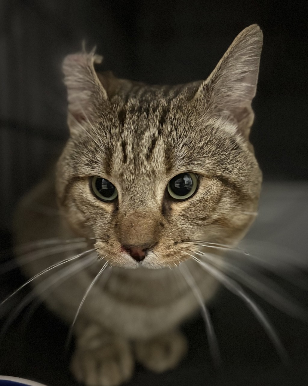 Shelter Stray  Cat last seen Auburn Dr, VIRGINIA BEACH, VA, 23464, 341 S Birdneck Rd, Virginia Beach, VA 23451, USA