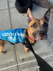 Shelter Stray Male Dog last seen Near Paulding Avenue, BRONX, NY, 10469, 326 E 110th St, New York, NY 10029, USA