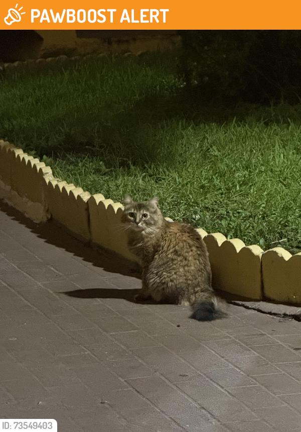 Found/Stray Unknown Cat last seen burger king area, North Miami Beach, FL 33162