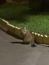Found/Stray Unknown Cat last seen burger king area, North Miami Beach, FL 33162