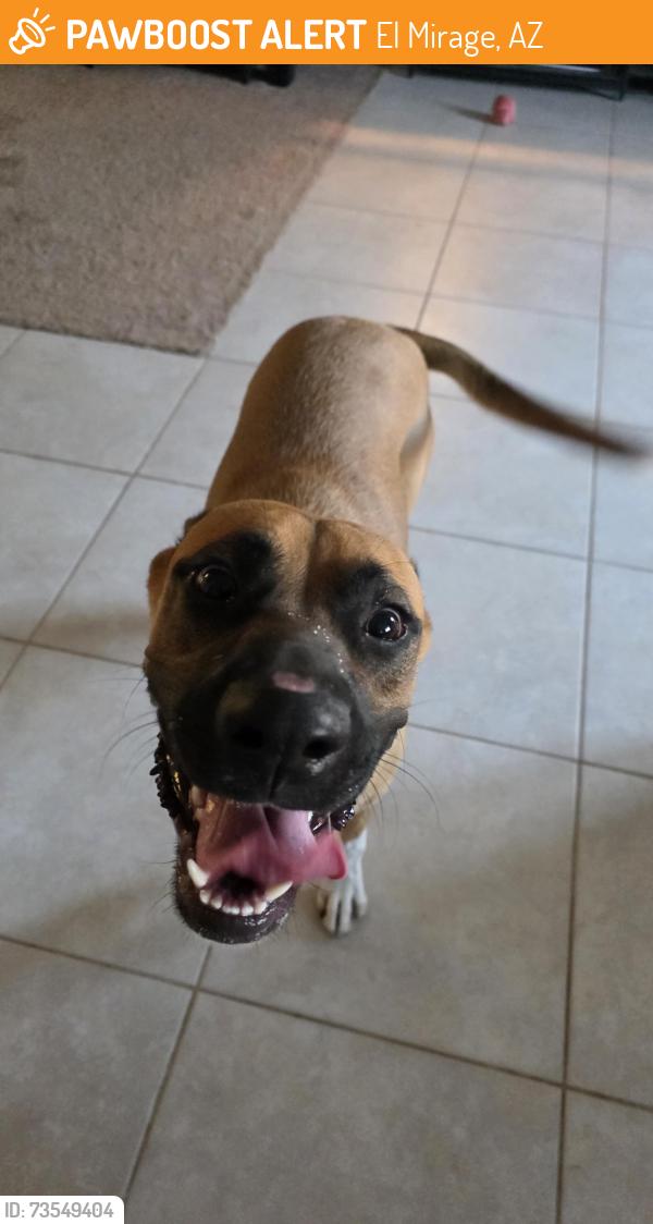 Found/Stray Female Dog last seen 127th & Aster Dr, El Mirage, AZ 85335