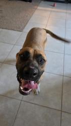 Found/Stray Female Dog last seen 127th & Aster Dr, El Mirage, AZ 85335