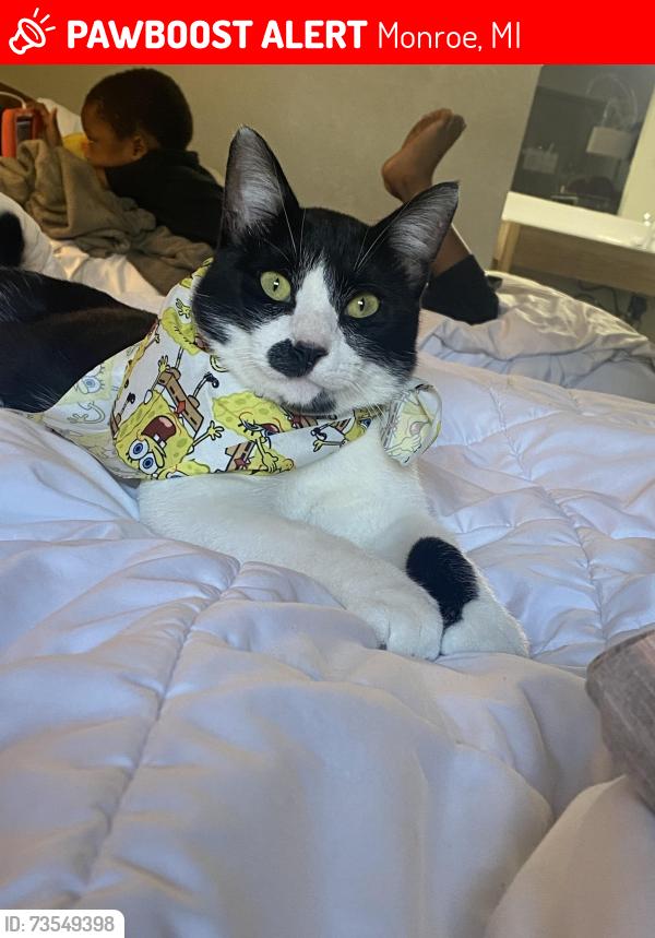 Lost Male Cat last seen Near N Dixie Hwy, Monroe, MI 48162, Monroe, MI 48162