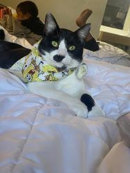 Lost Male Cat last seen Near N Dixie Hwy, Monroe, MI 48162, Monroe, MI 48162