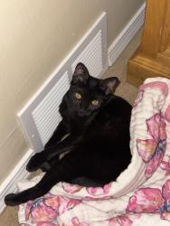 Reunited Female Cat last seen Madison and 26th st, Boise, ID 83702