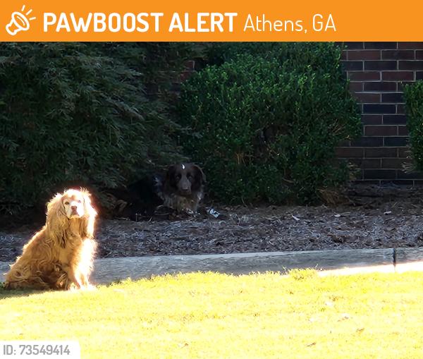 Found/Stray Male Dog last seen Oak grove athens Ga, Athens, GA 30607