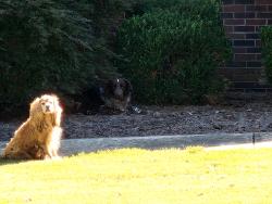 Found/Stray Male Dog last seen Oak grove athens Ga, Athens, GA 30607