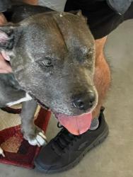 Reunited Male Dog last seen Little rd and Embassy, Pasco County, FL 34653