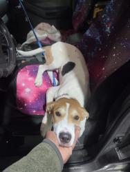 Reunited Male Dog last seen Newport News Ave, Algonquin, Hampton, VA 23669