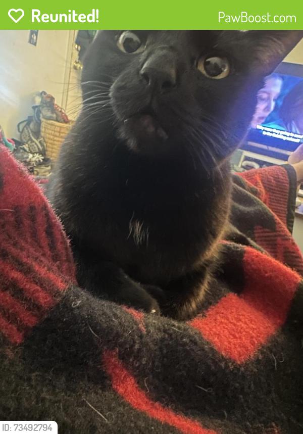 Reunited Female Cat last seen Near W Santa Fe Ave, Flagstaff, AZ 86001