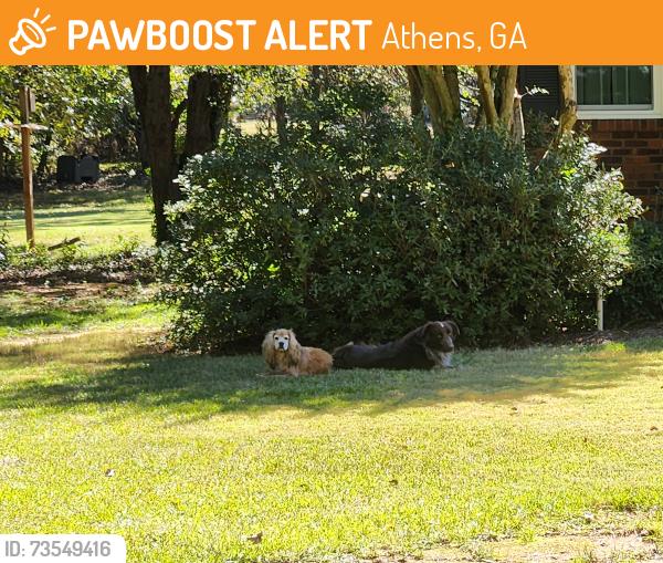 Found/Stray Unknown Dog last seen Oak Grove Athens GA, Athens, GA 30607