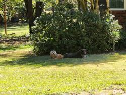 Found/Stray Unknown Dog last seen Oak Grove Athens GA, Athens, GA 30607