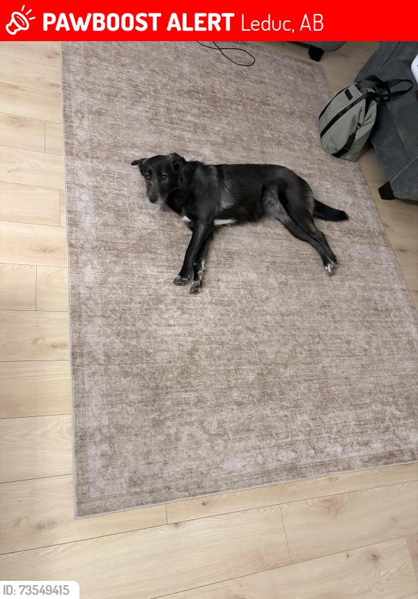 Lost Female Dog last seen Redtail landing gold course, Leduc, AB 