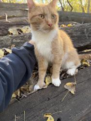Found/Stray Unknown Cat last seen Grace lane and white bear ave, Saint Paul, MN 55106