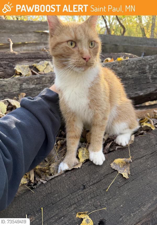 Found/Stray Unknown Cat last seen Grace lane and white bear ave, Saint Paul, MN 55106