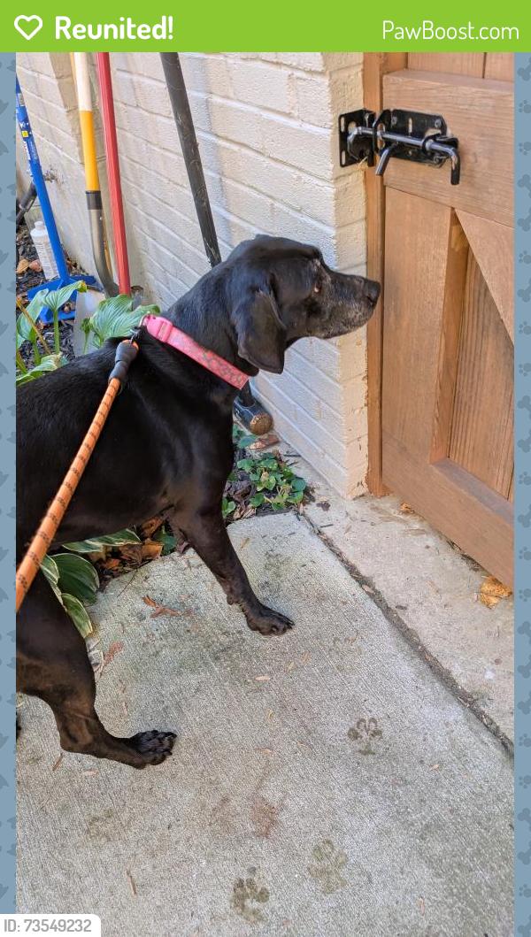 Reunited Female Dog last seen Near Harvey dr, Fairfax, VA 22030