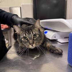 Shelter Stray Male Cat last seen , 157 W Grand Ave, Chicago, IL 60654, USA