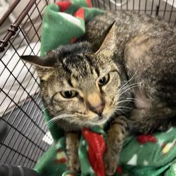 Shelter Stray Female Cat last seen , 157 W Grand Ave, Chicago, IL 60654, USA