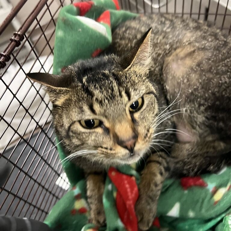 Shelter Stray Female Cat last seen , 157 W Grand Ave, Chicago, IL 60654, USA