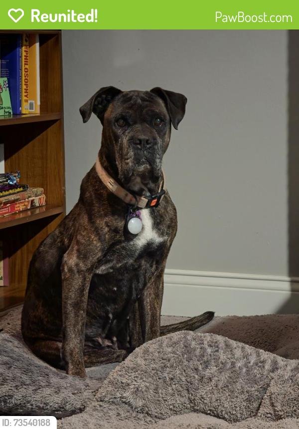 Reunited Female Dog last seen Old Jamestown road Florissant, Florissant, MO 63034