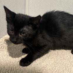 Shelter Stray Male Cat last seen , 3607 N Armenia Ave, Tampa, FL 33607, USA
