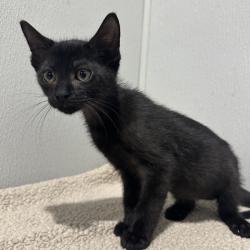 Shelter Stray Male Cat last seen , 3607 N Armenia Ave, Tampa, FL 33607, USA