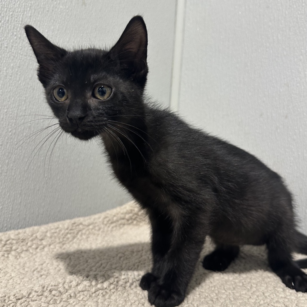 Shelter Stray Male Cat last seen , 3607 N Armenia Ave, Tampa, FL 33607, USA