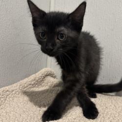 Shelter Stray Male Cat last seen , 3607 N Armenia Ave, Tampa, FL 33607, USA