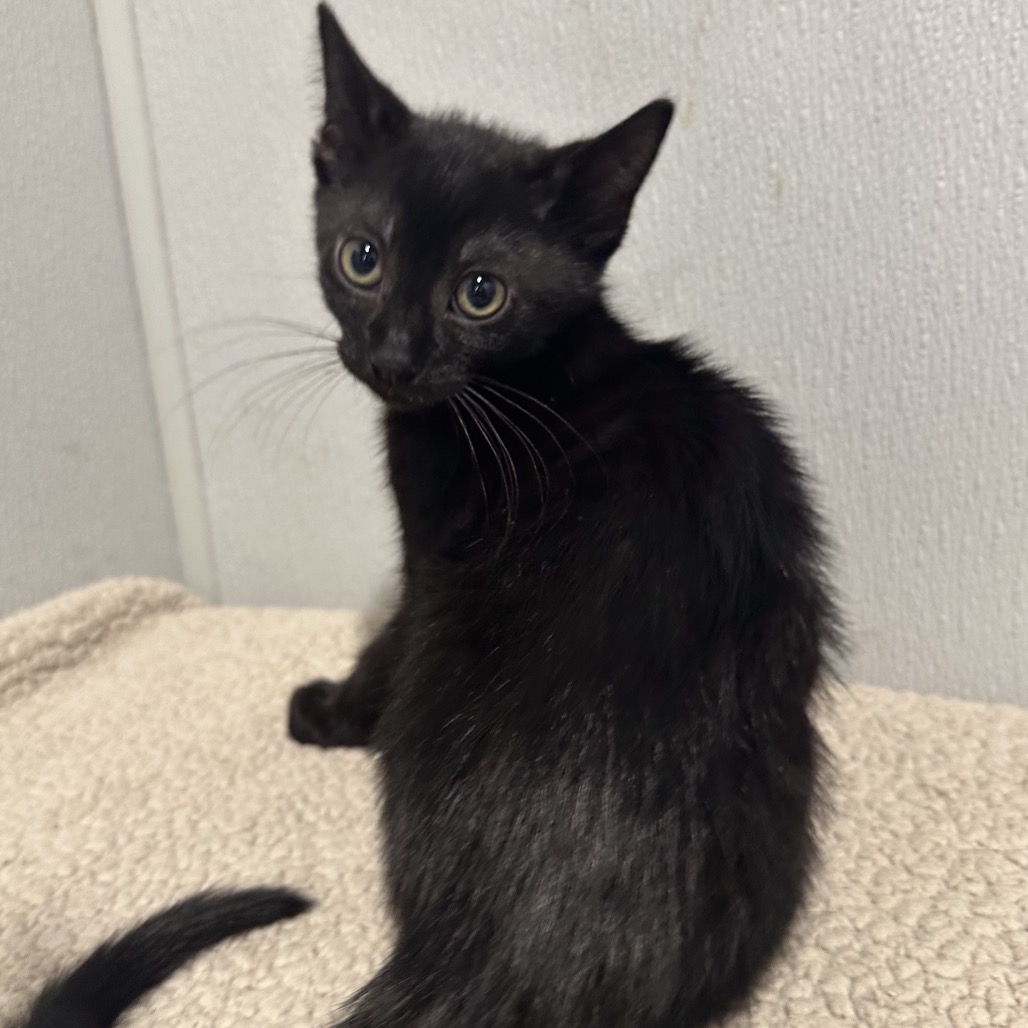 Shelter Stray Female Cat last seen , 3607 N Armenia Ave, Tampa, FL 33607, USA