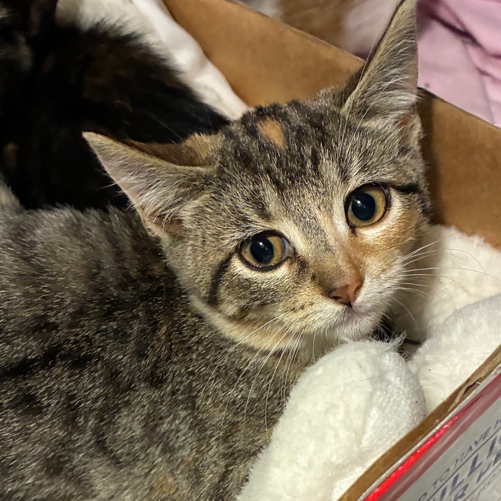 Shelter Stray Female Cat last seen , 1013 Garfield St, Oak Park, IL 60304, USA