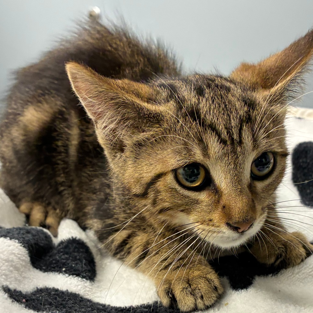 Shelter Stray Male Cat last seen , 1013 Garfield St, Oak Park, IL 60304, USA
