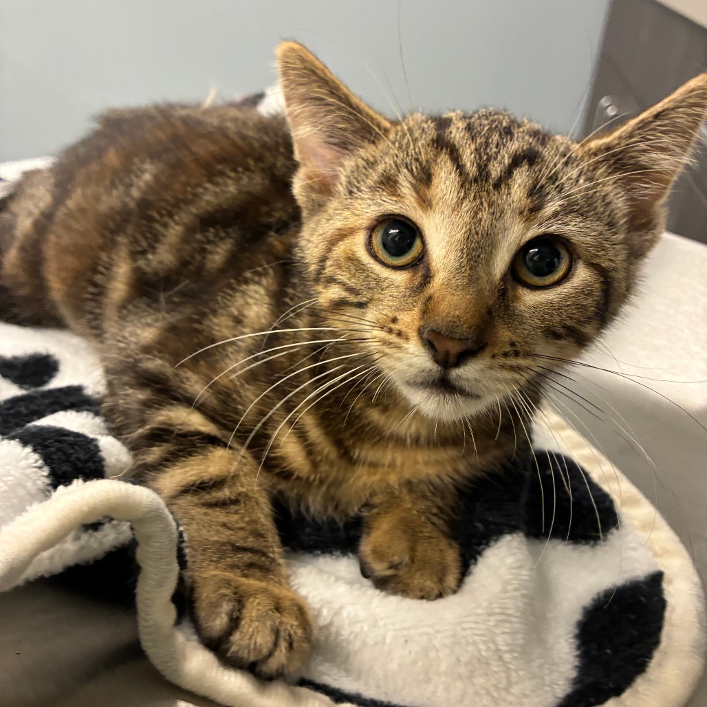 Shelter Stray Female Cat last seen , 1013 Garfield St, Oak Park, IL 60304, USA