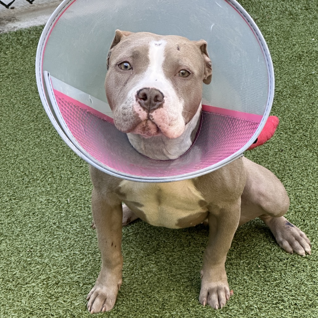 Shelter Stray Female Dog last seen , 980 Guilford College Rd, Greensboro, NC 27409, USA