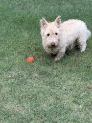 Reunited Male Dog last seen Near Mill Pond Rd, Newborn, GA 30056, USA, Newborn, GA 30056