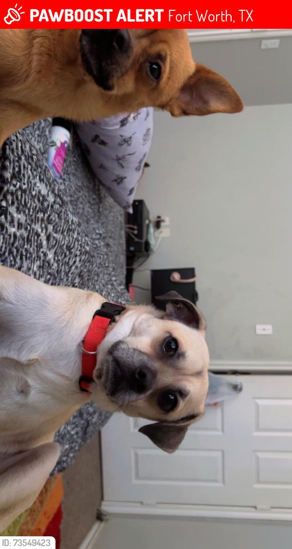 Lost Male Dog last seen Camp Bowie, Fort Worth, TX 76108