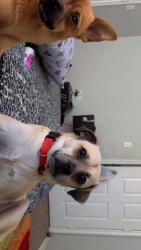 Lost Male Dog last seen Camp Bowie, Fort Worth, TX 76108