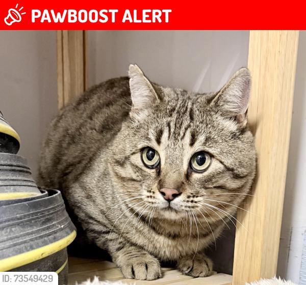 Lost Male Cat last seen Bucolic and Guinness Way, Colorado Springs, CO 80951