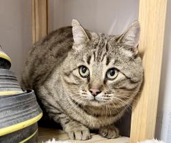 Lost Male Cat last seen Bucolic and Guinness Way, Colorado Springs, CO 80951