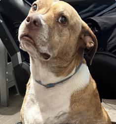 Reunited Male Dog last seen Valrico, FL, USA, Valrico, FL 33594