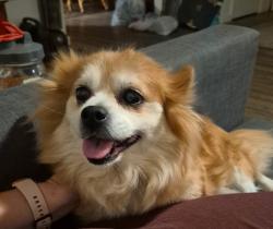 Reunited Female Dog last seen Near N Palm Ave, Fresno, CA 93704, USA, Fresno, CA 93704